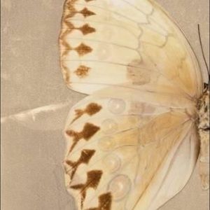 Meet your Posher, Kira